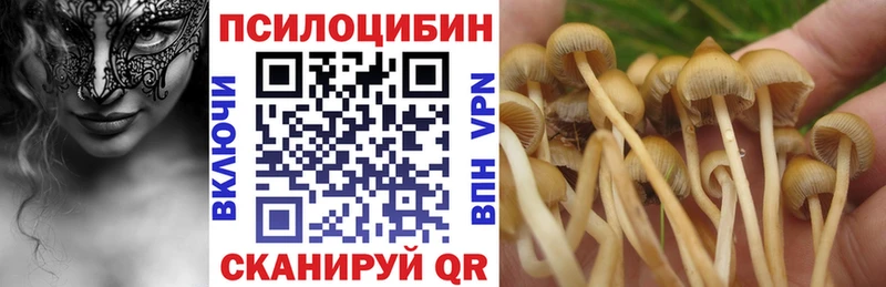 Купить где  Павловская  Галлюциногенные грибы Psilocybe 